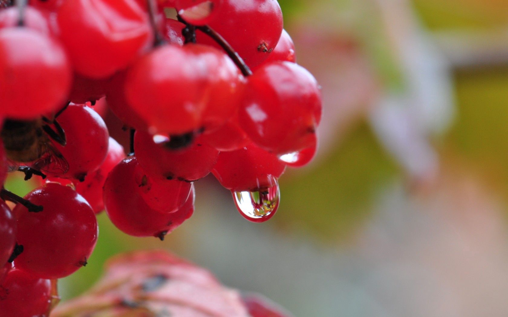 berry, drops, nature, viburnum