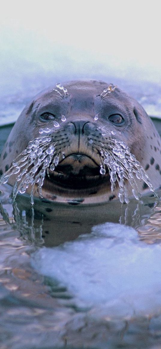 seal, hole, mustache, ice, sea