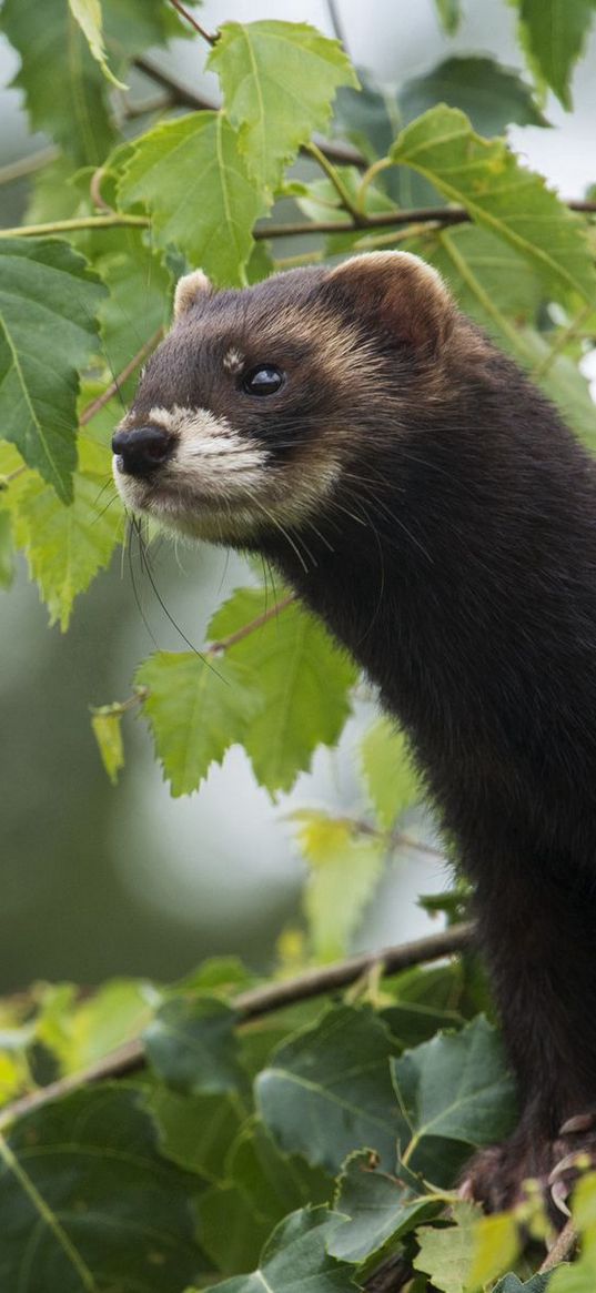 weasels, wild, small, fluffy, wool