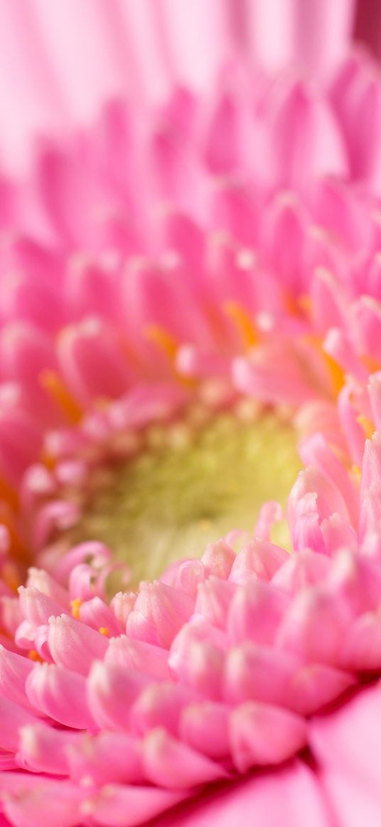 gerbera, petals, pollen, pink, macro