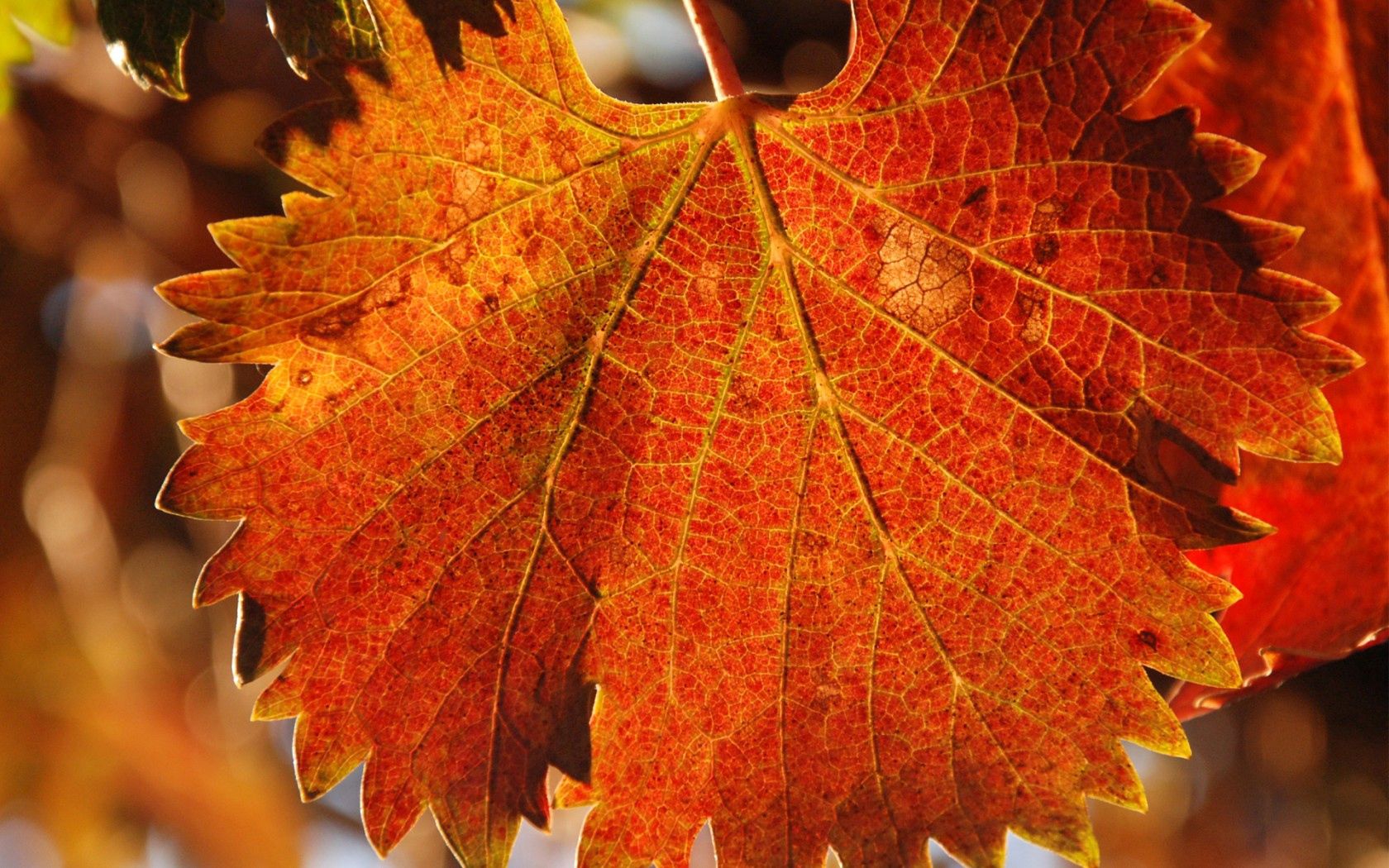 leaf, autumn, veins, carved