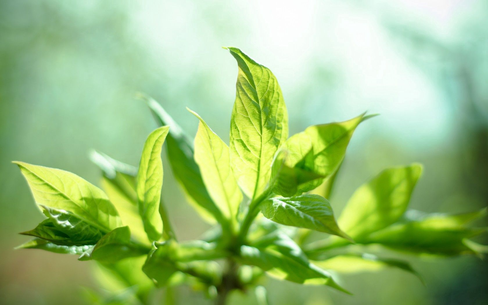 sun, leaves, mint, plant