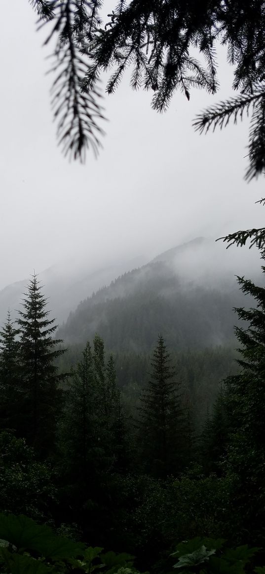 greenery, fog, mountain, nature