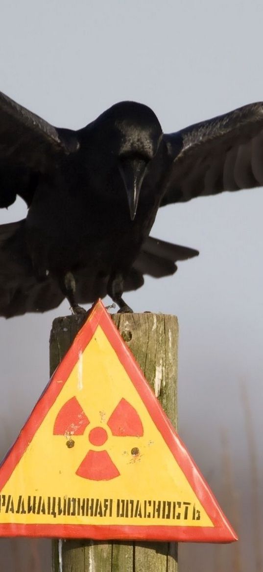 plate, crow, warning, danger