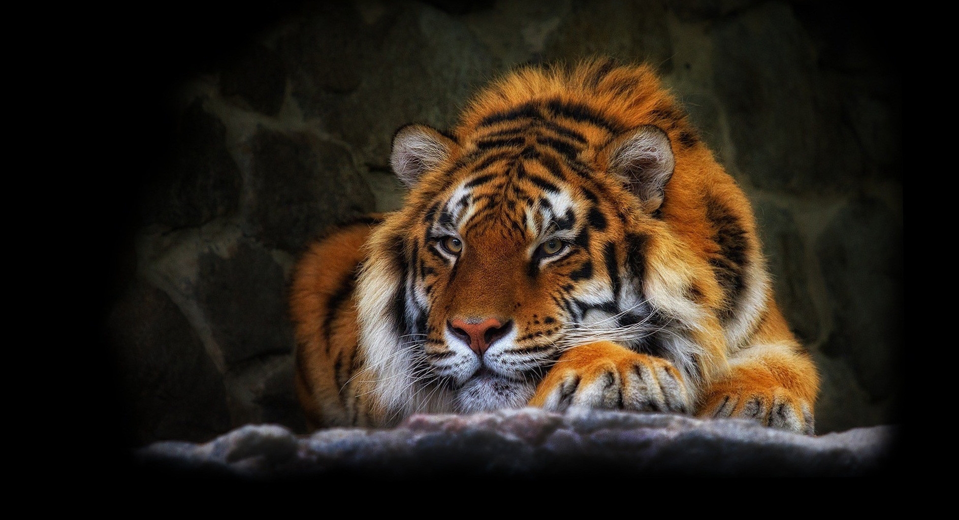 tiger, wild cat, black background