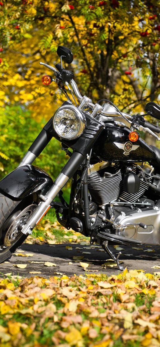 harley, bike, leaves, autumn