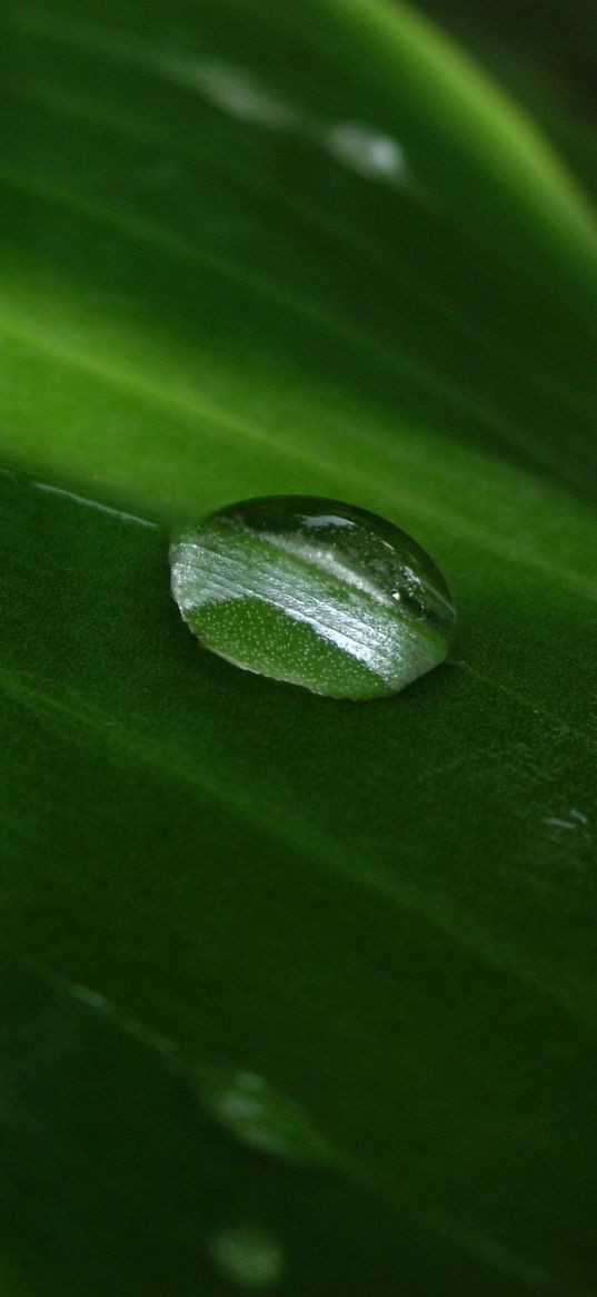 bubble, leaf, circle, water, drops