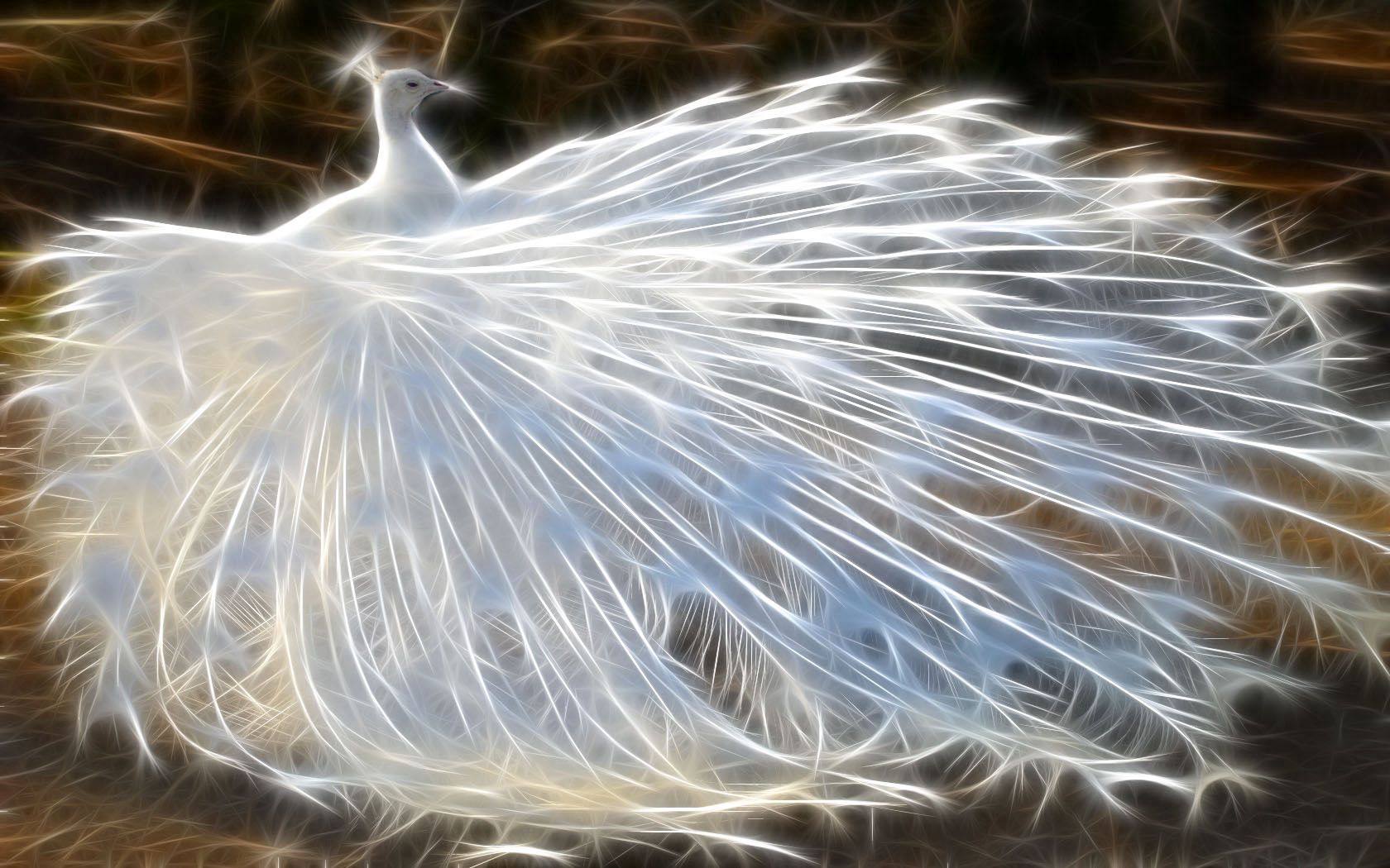 peacock, birds, feathers, light