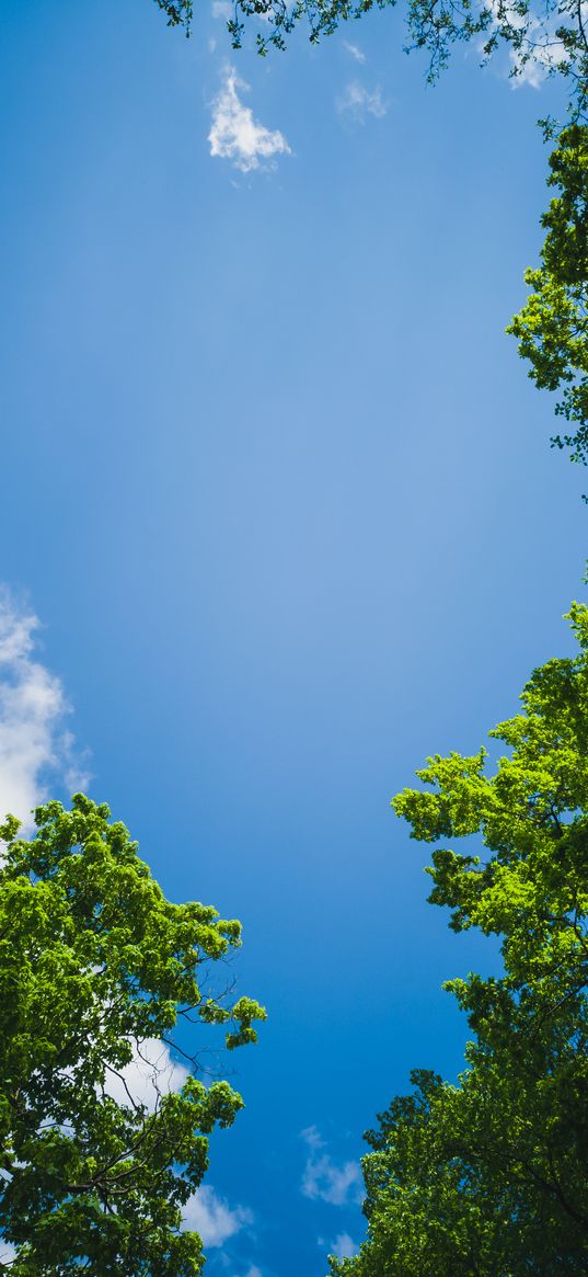 blue sky, trees, greenery, branches