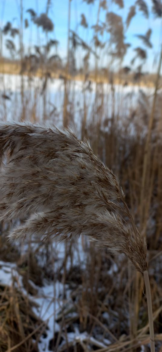 snow, sky, spikelet, field