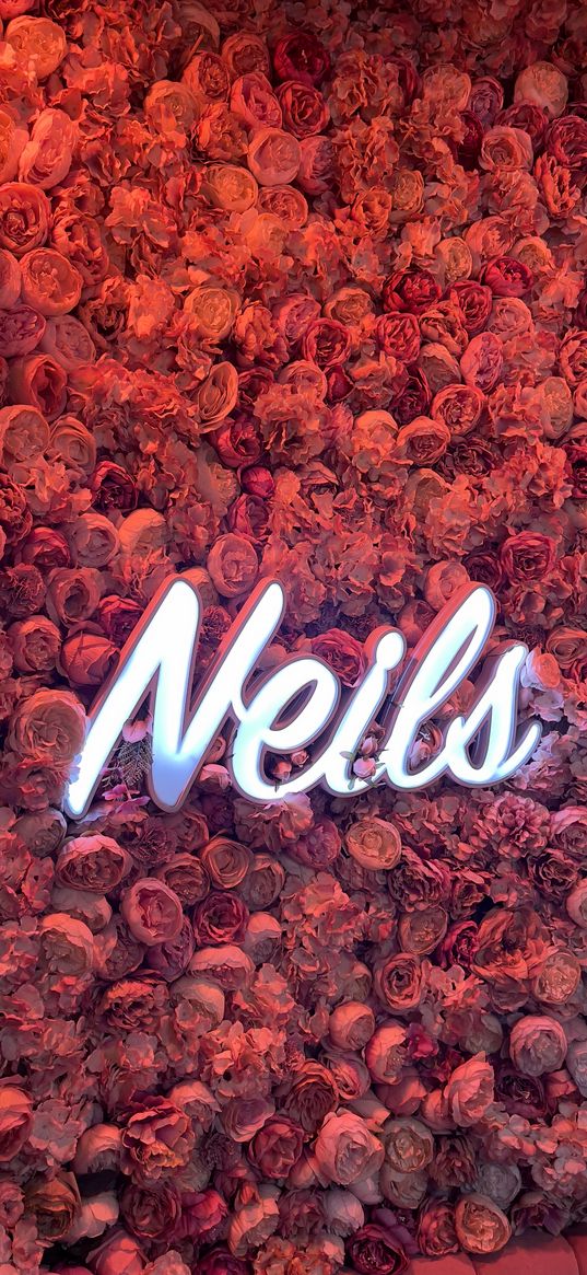 neils, flowers, led, rose