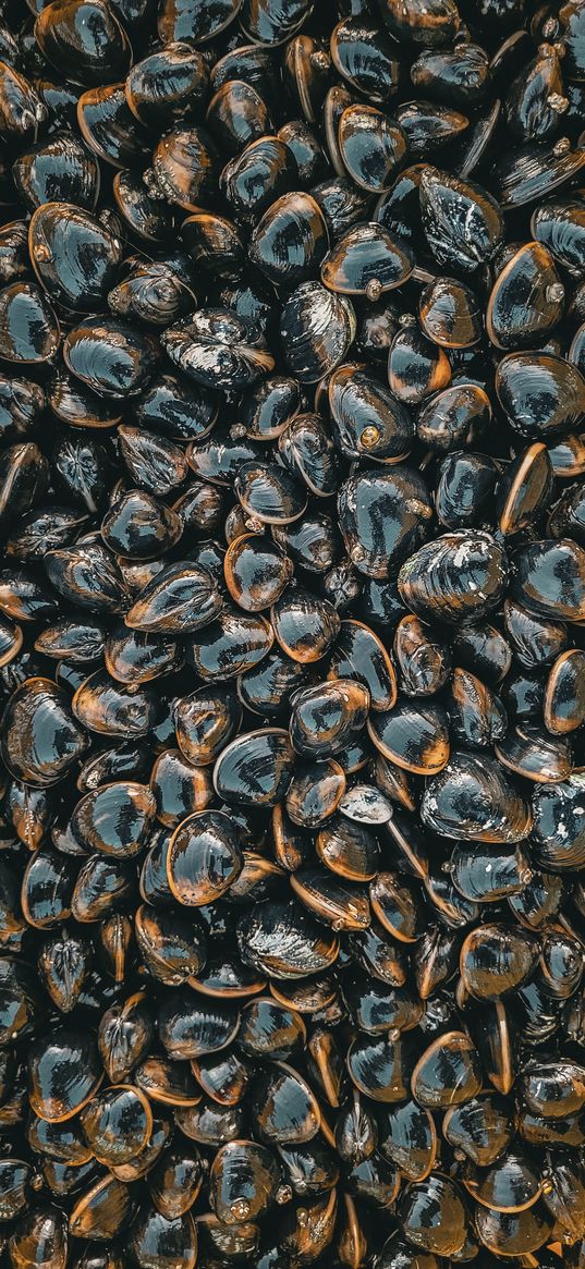 mussels, shells, sea