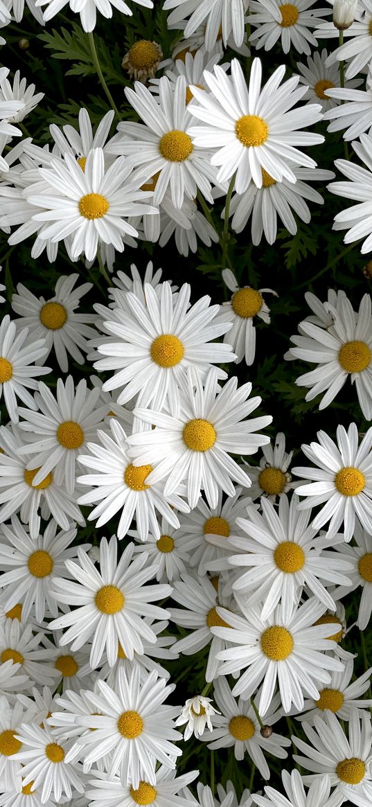 flower, white, summer