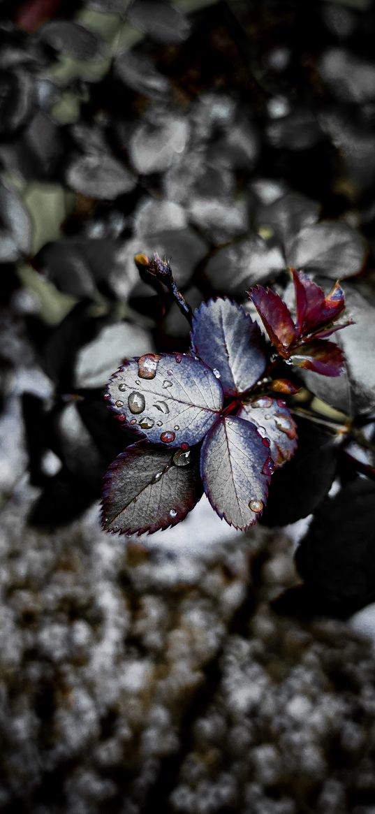 water drop, drop, leaf, leaves, plant, flower