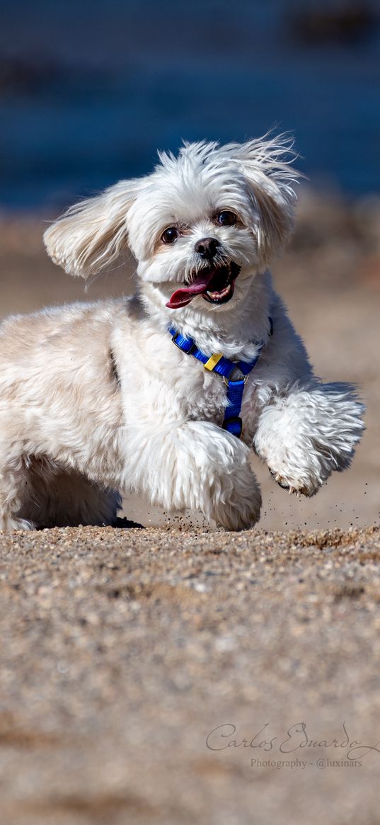maltese dog, dog, pet, movement