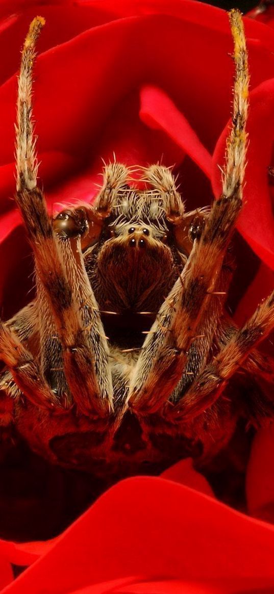 spider, rose, flower, foot