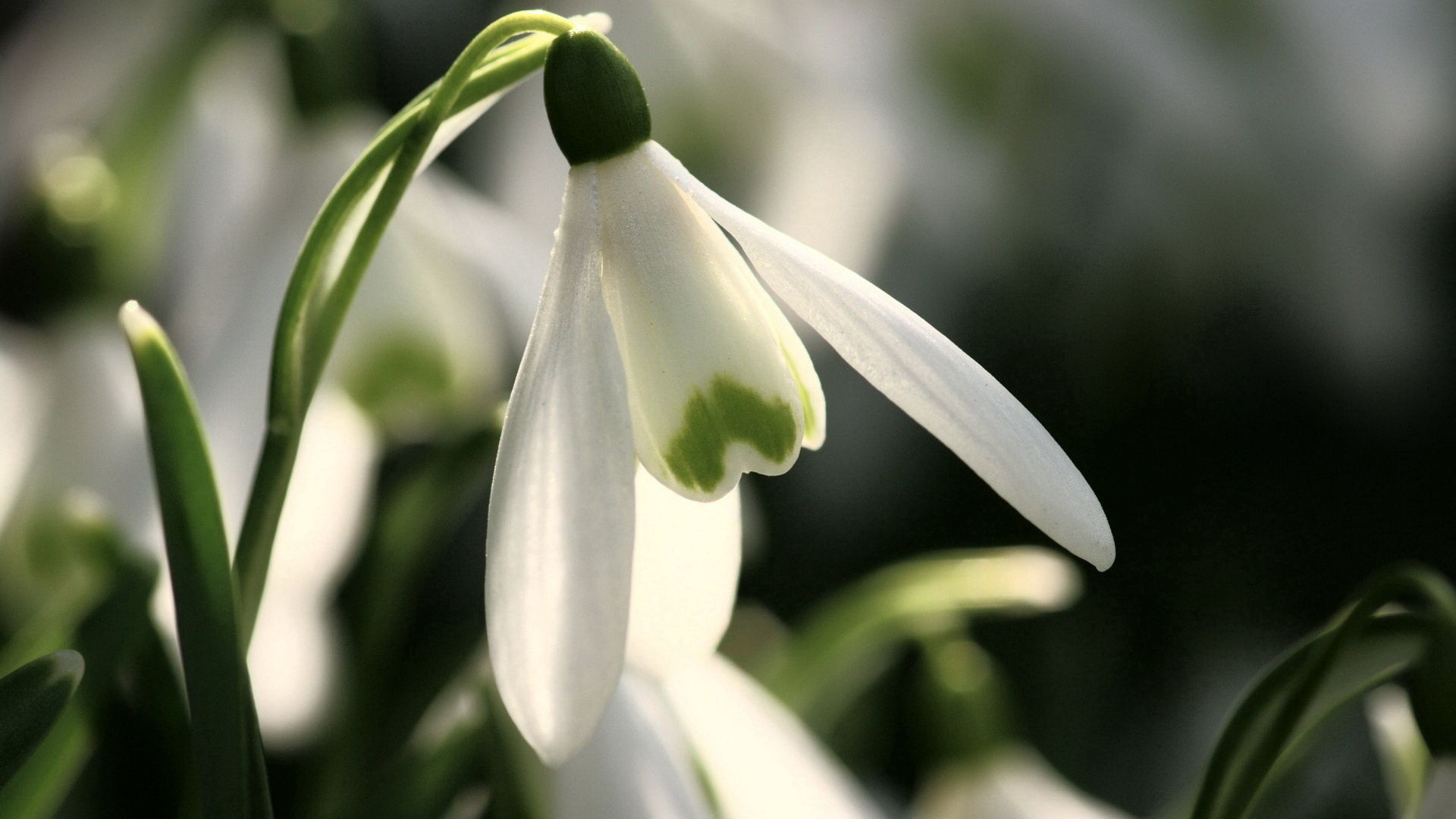 snowdrop, spring, flower, petals