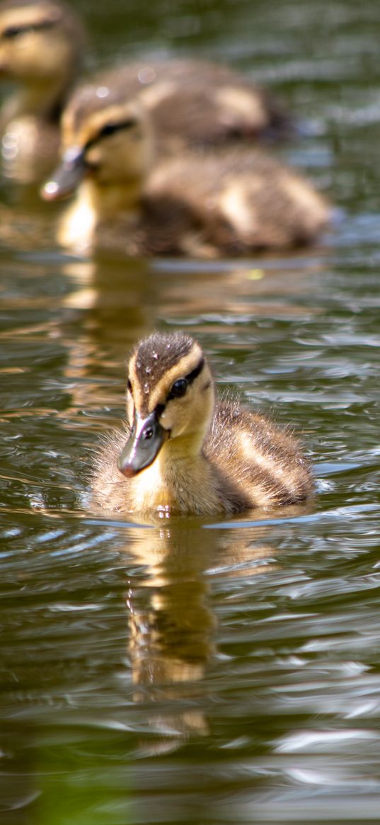 duckling, duck, bird, water, river