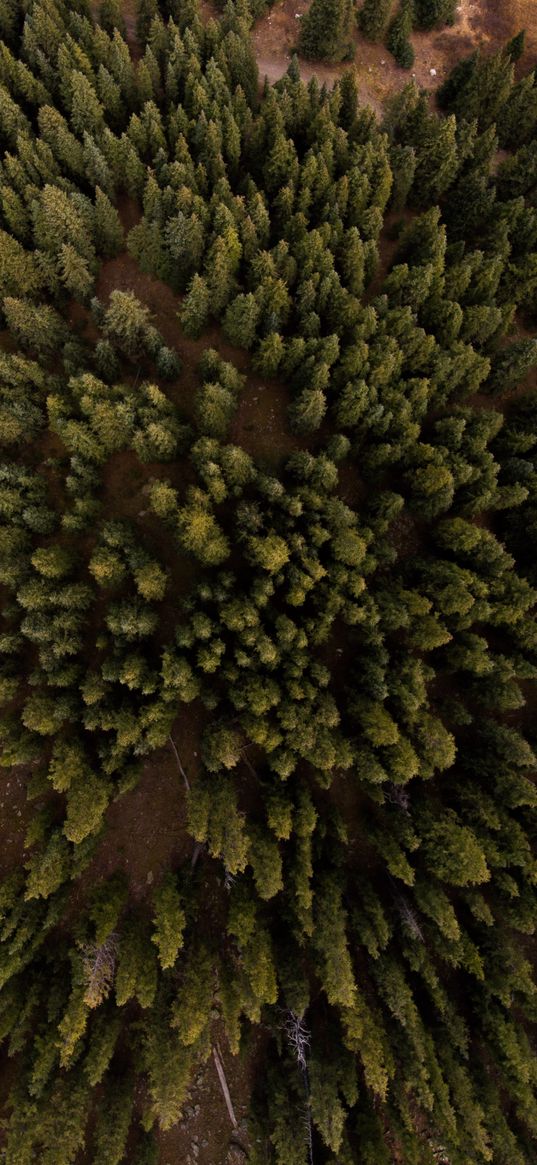 trees, crowns, forest, nature, aerial view