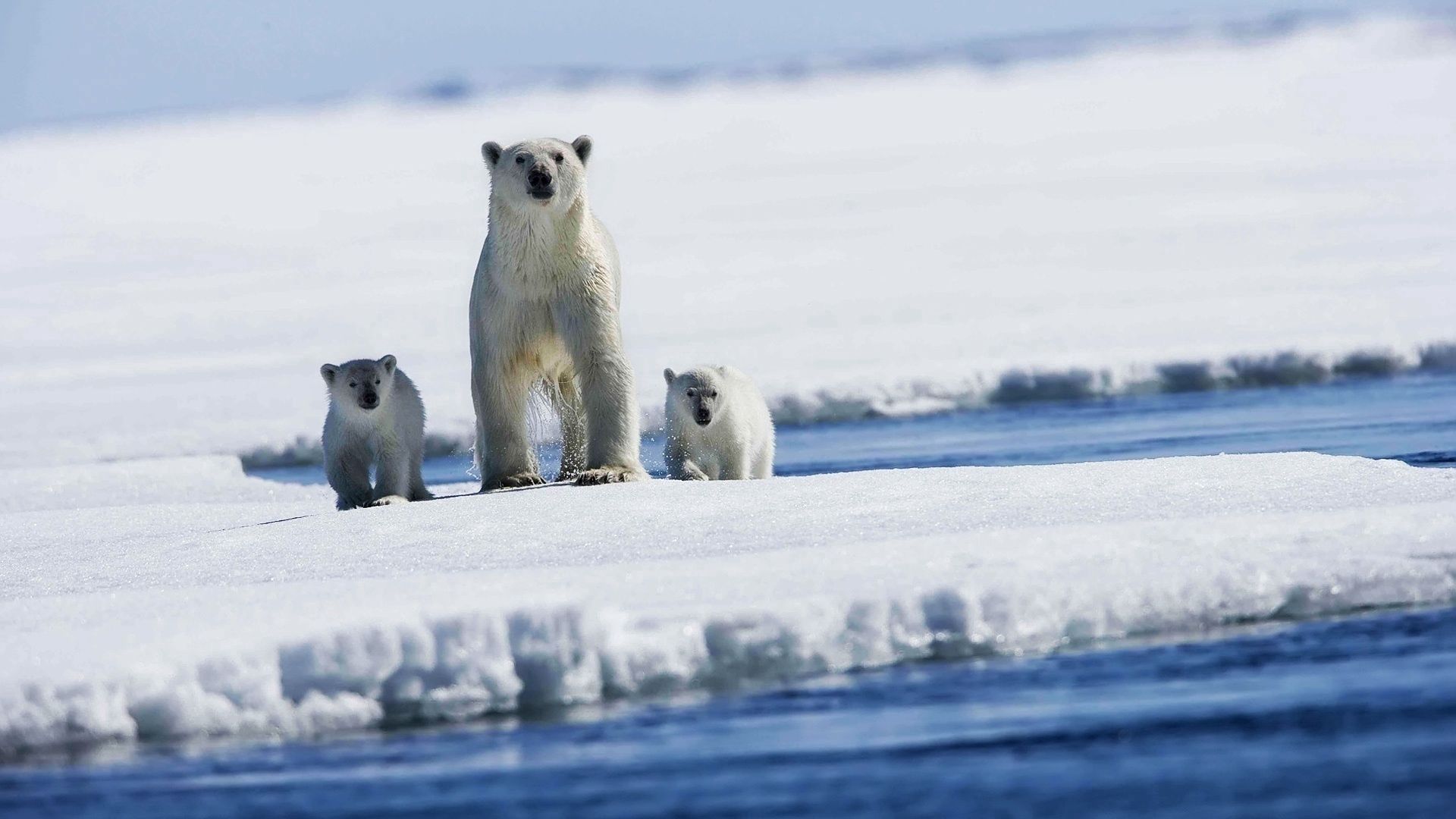 polar bears, snow, family, babies