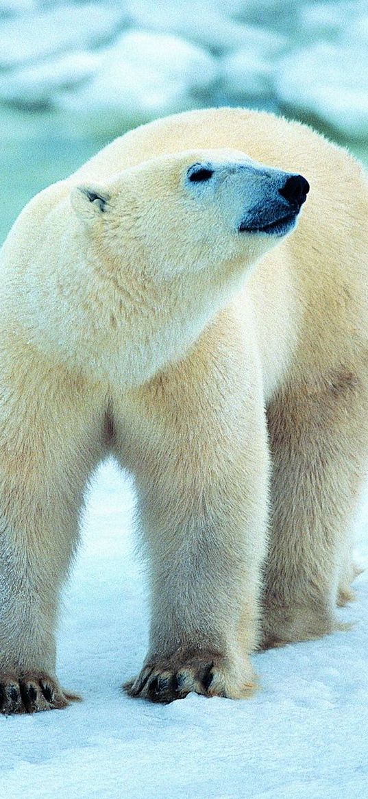 polar bear, snow, walk, antarctica