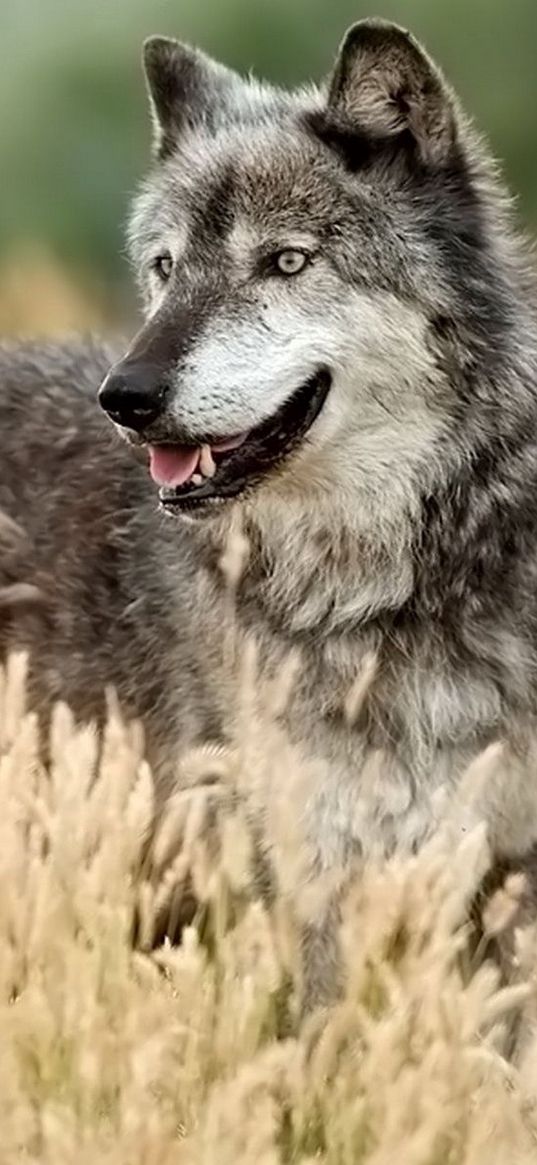 wolf, looking out, grass, hunting