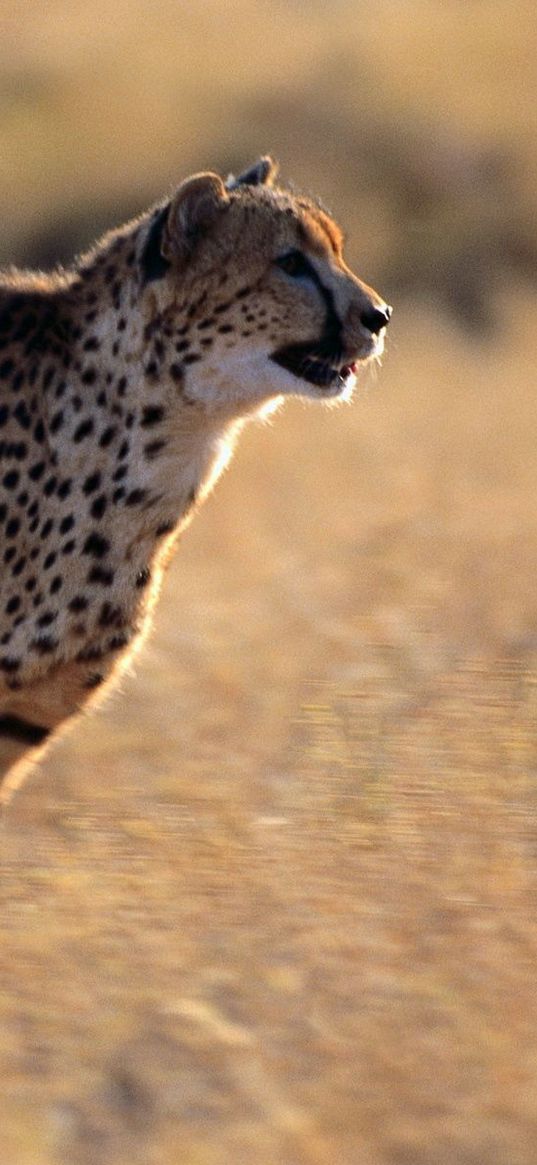 cheetah, speed, running