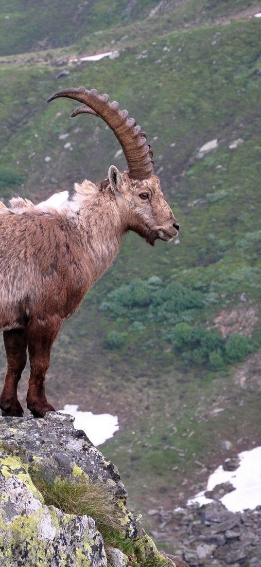 mountain goat, rock, horns