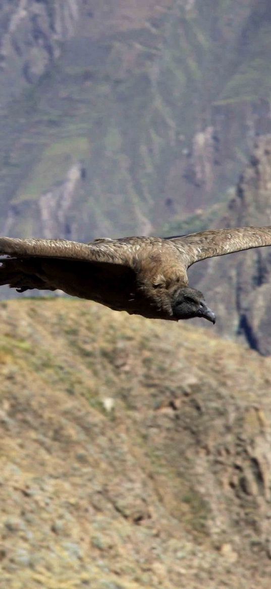 vulture, flying, mountains