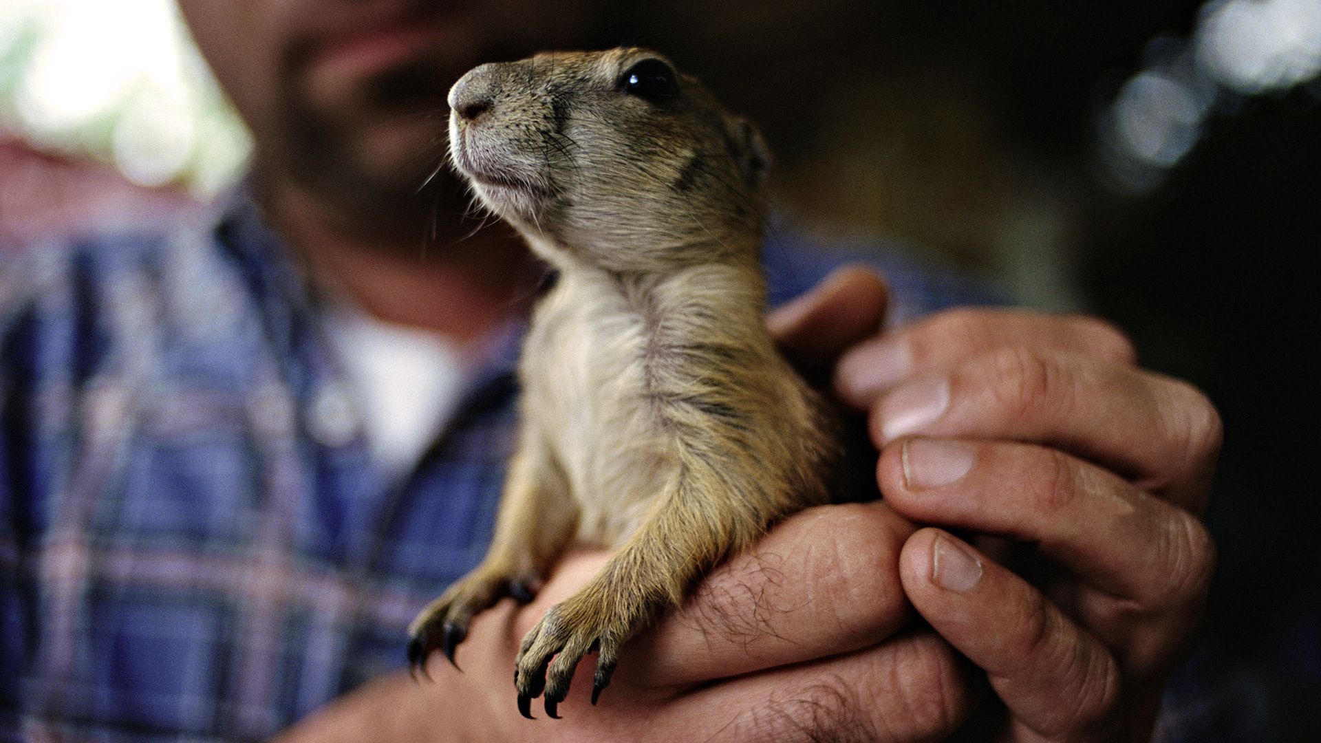 rodent, hands, claws, gopher