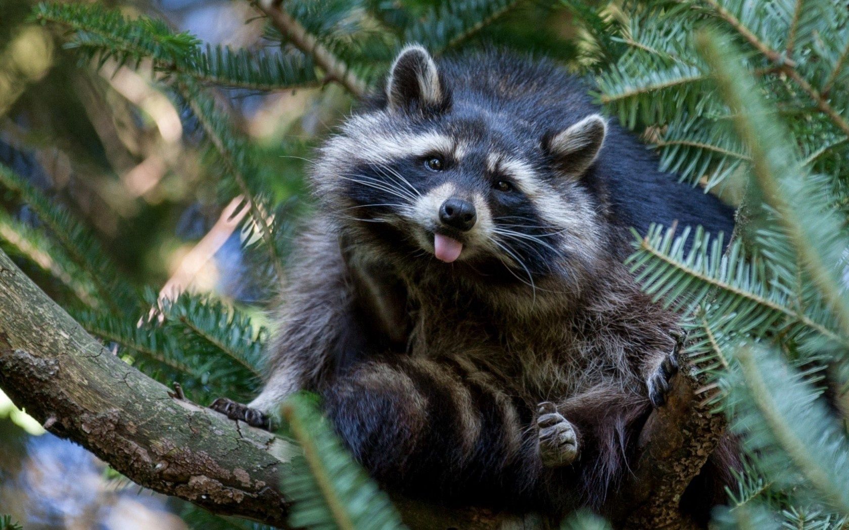 tree, raccoon, nature