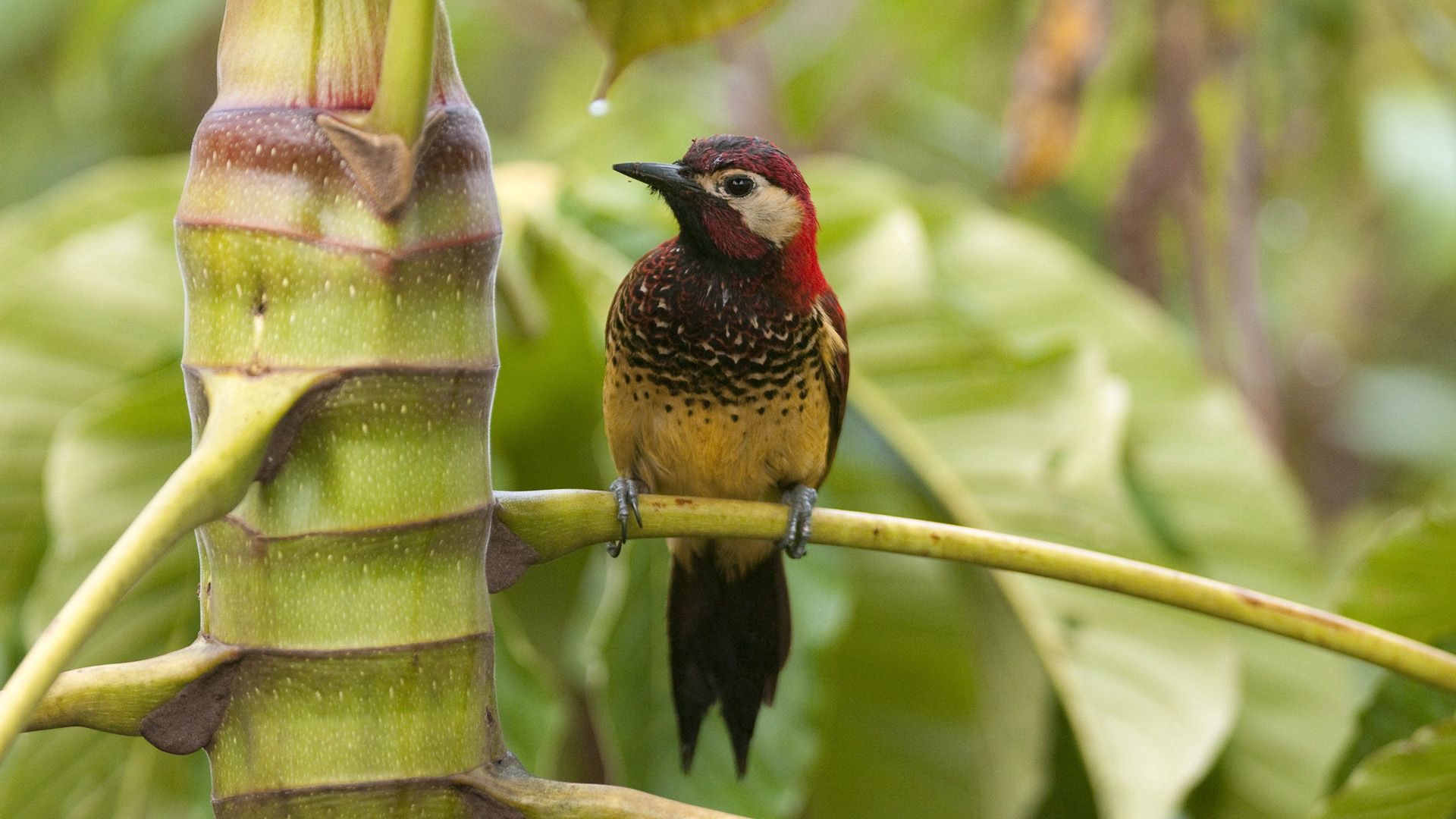 jungle, bird, branches