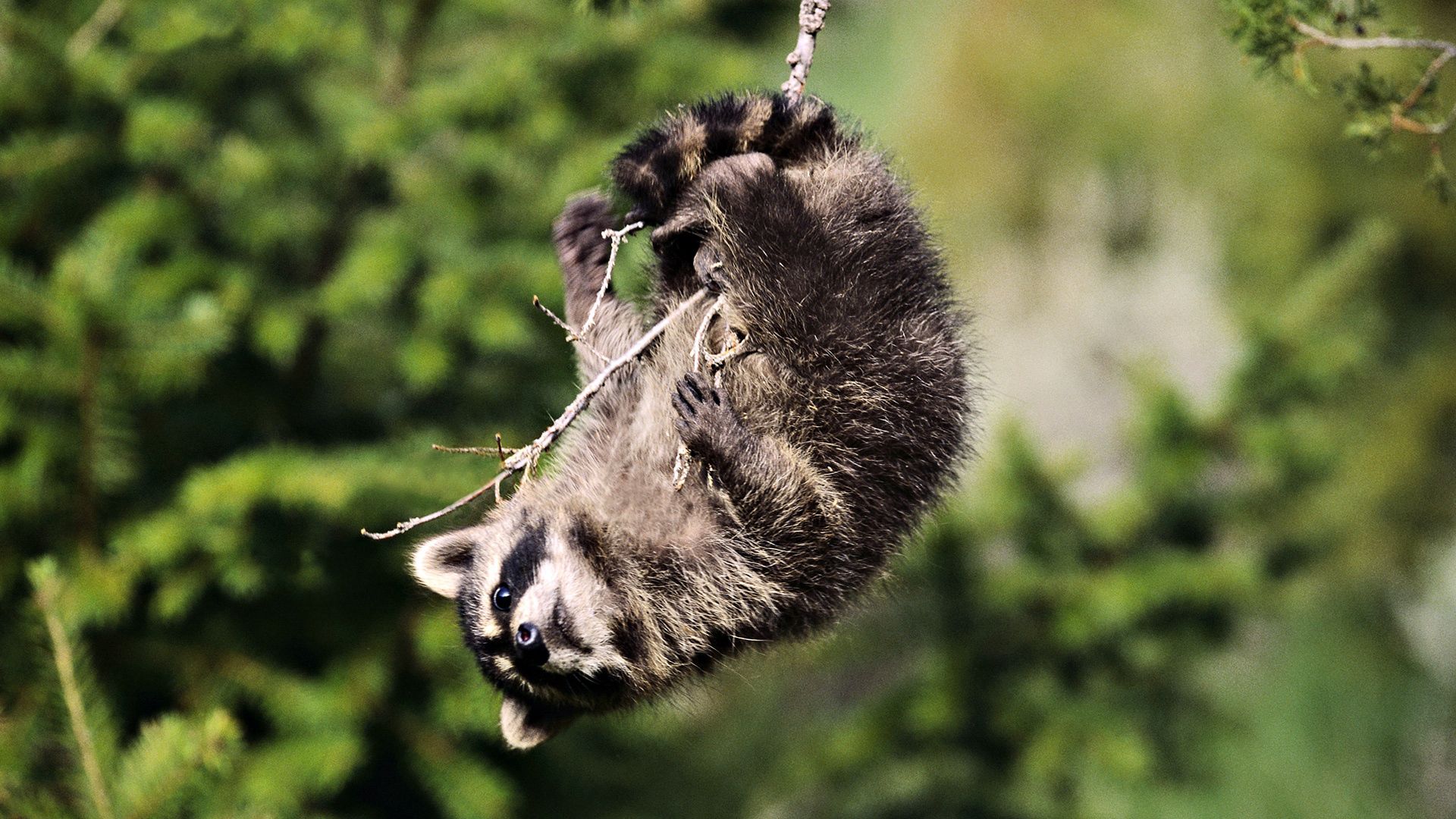 raccoon, branches, playful