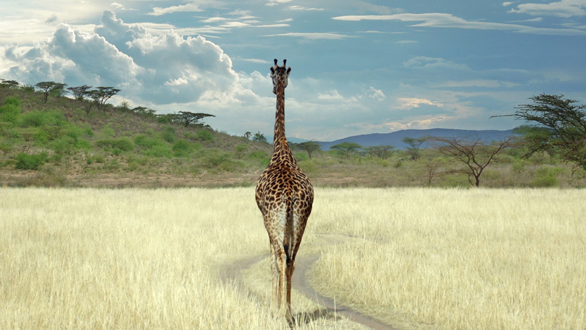 giraffe, savanna, grass, walk