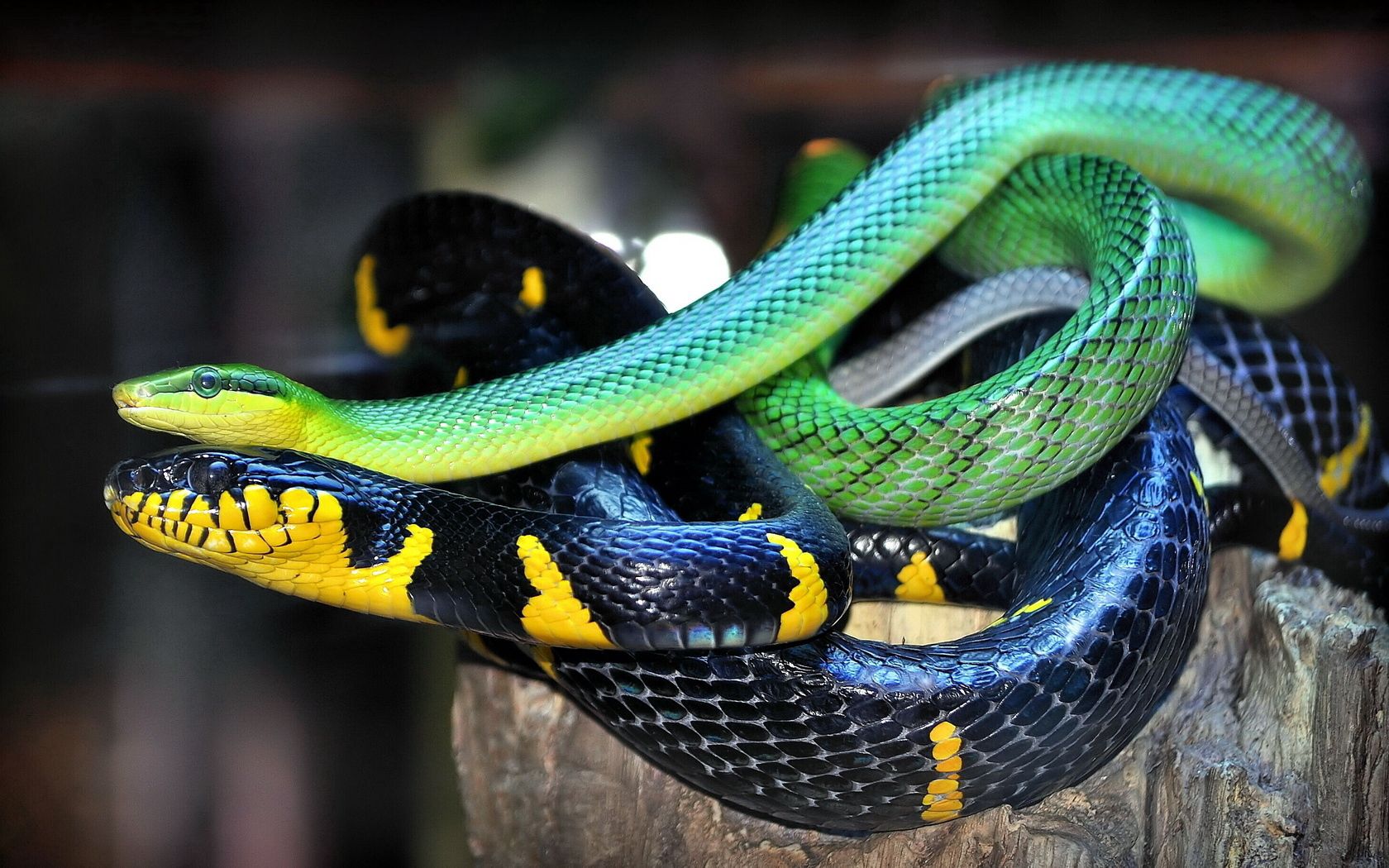 snake, scales, color