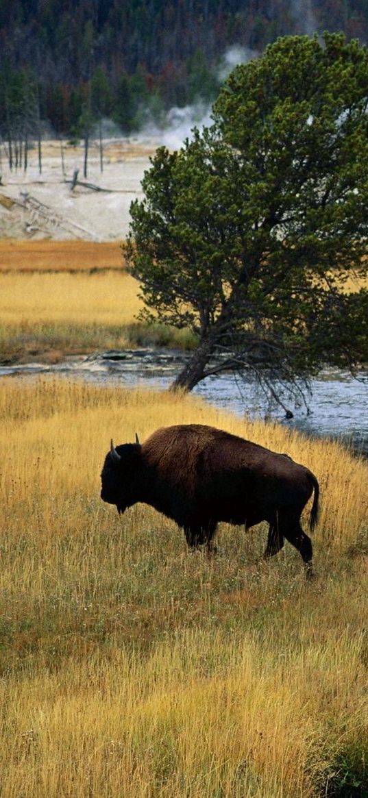 bison, fire, crossing, river