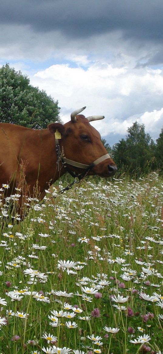 cow, flowering meadow, chamomile