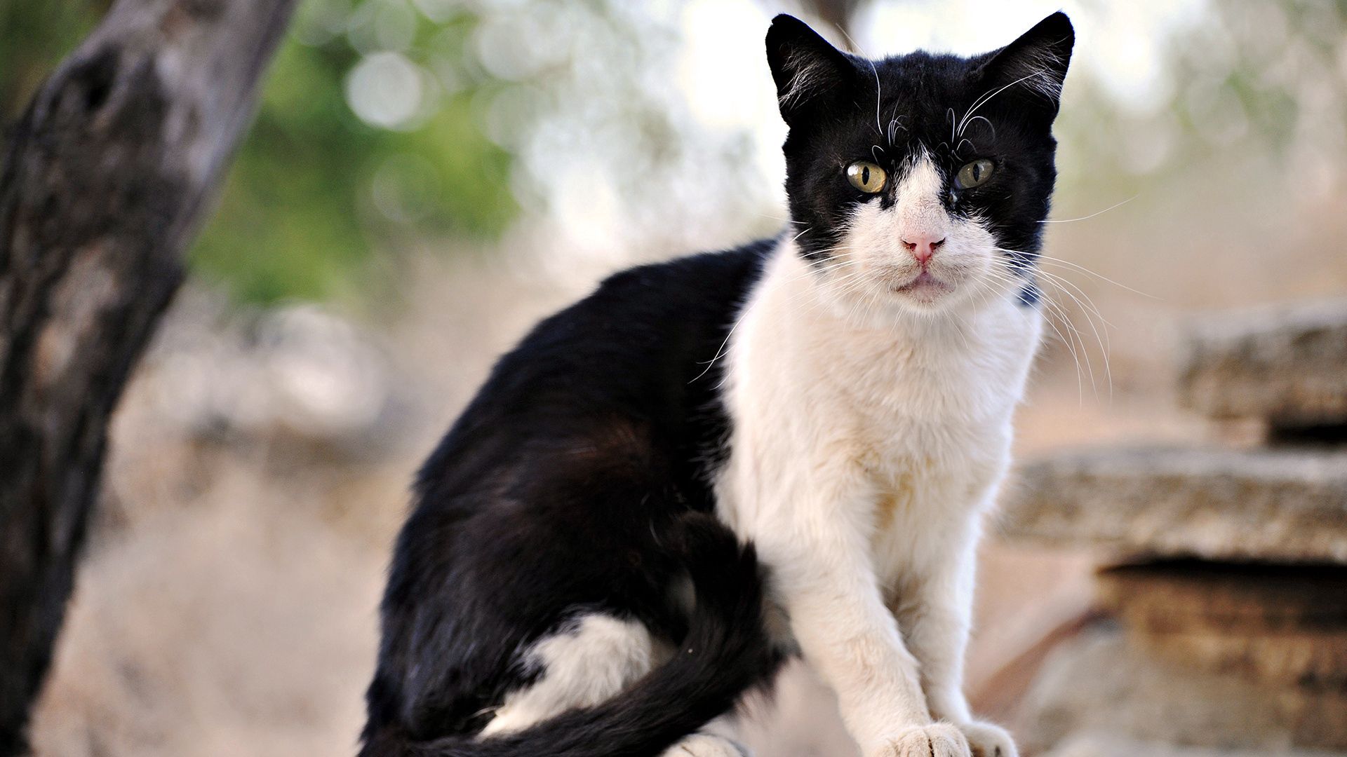 cat, outdoor, sit, mustache, face