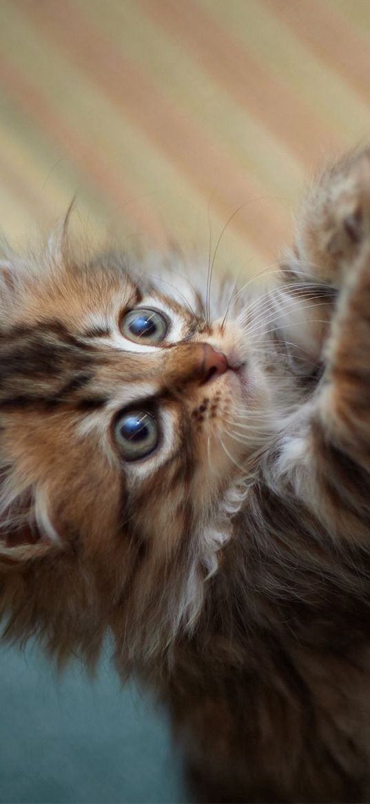 kitten, game, paws, fur, furry