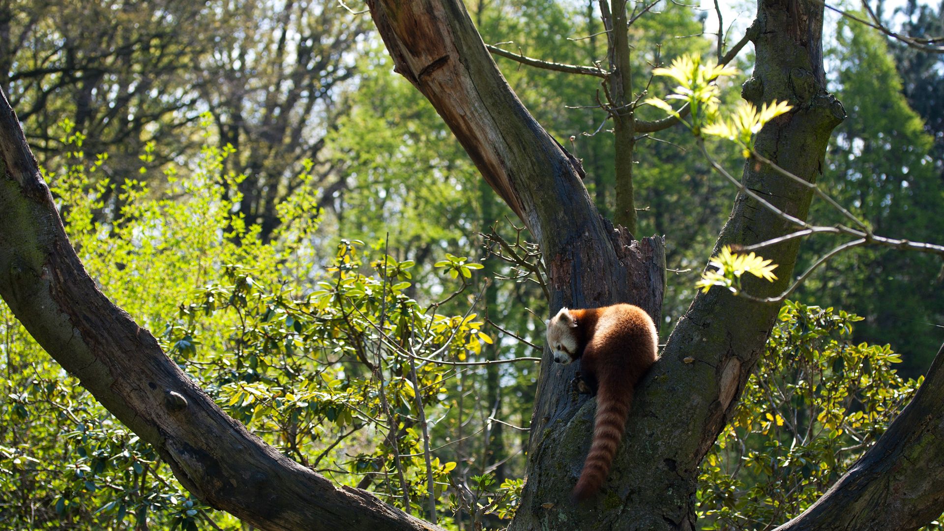 red panda, grass, leaves, tree