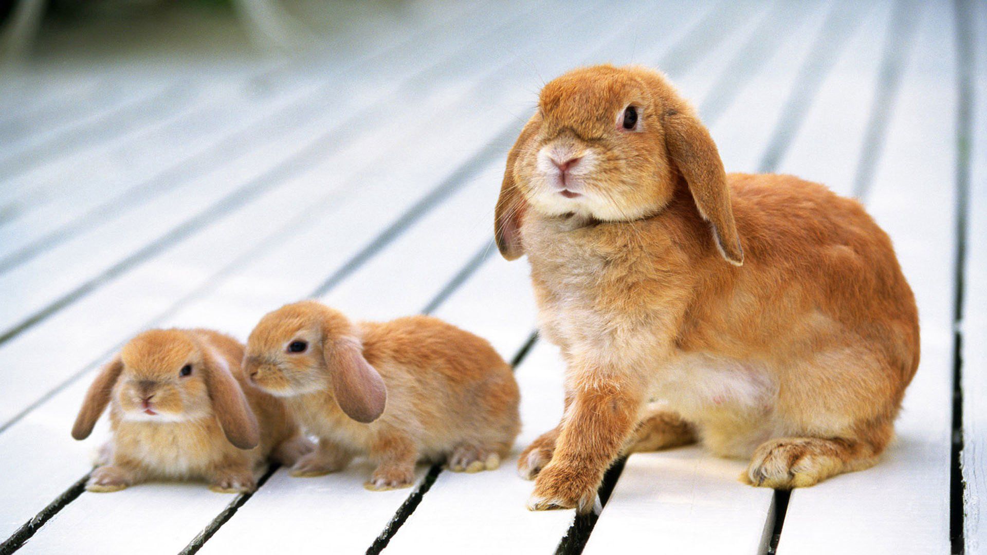 rabbit, pups, floors