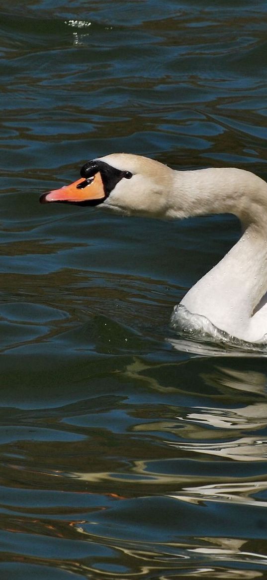 swan, water surface, bird