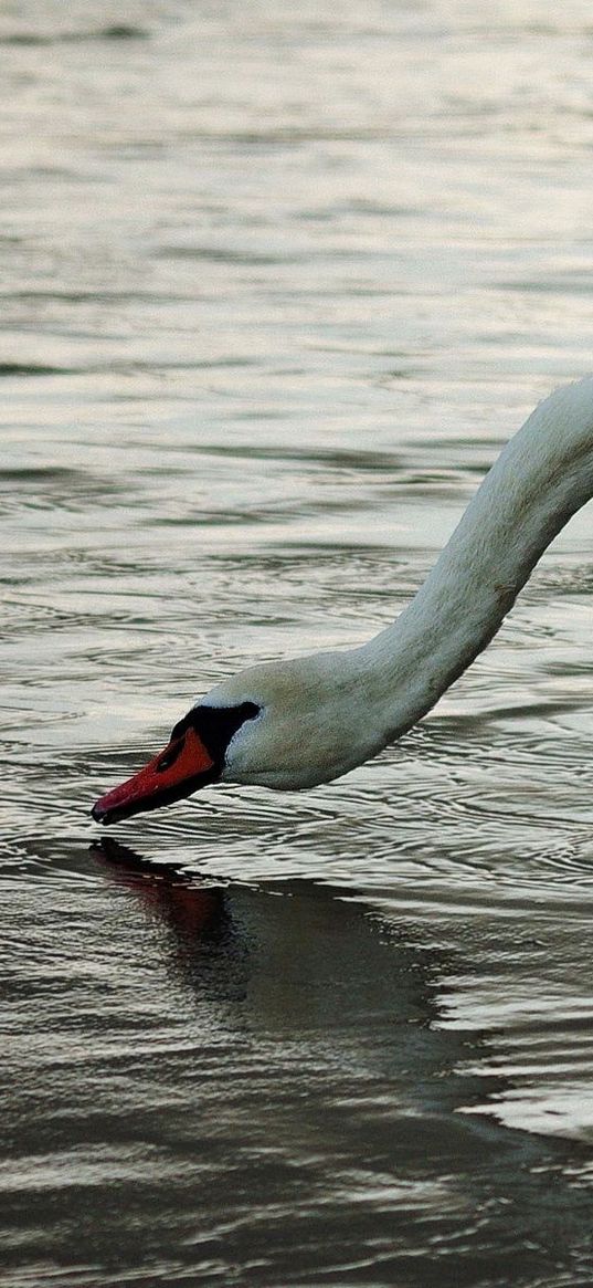 swan, drinks, birds