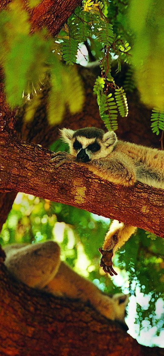 lemur, sleeping, tree