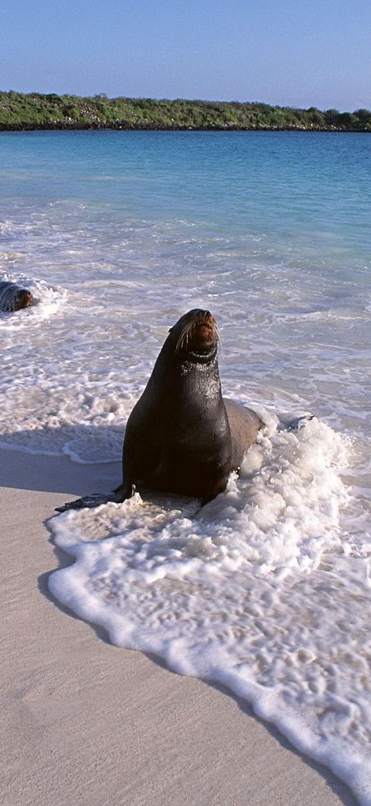 seal, surf, ocean, sand