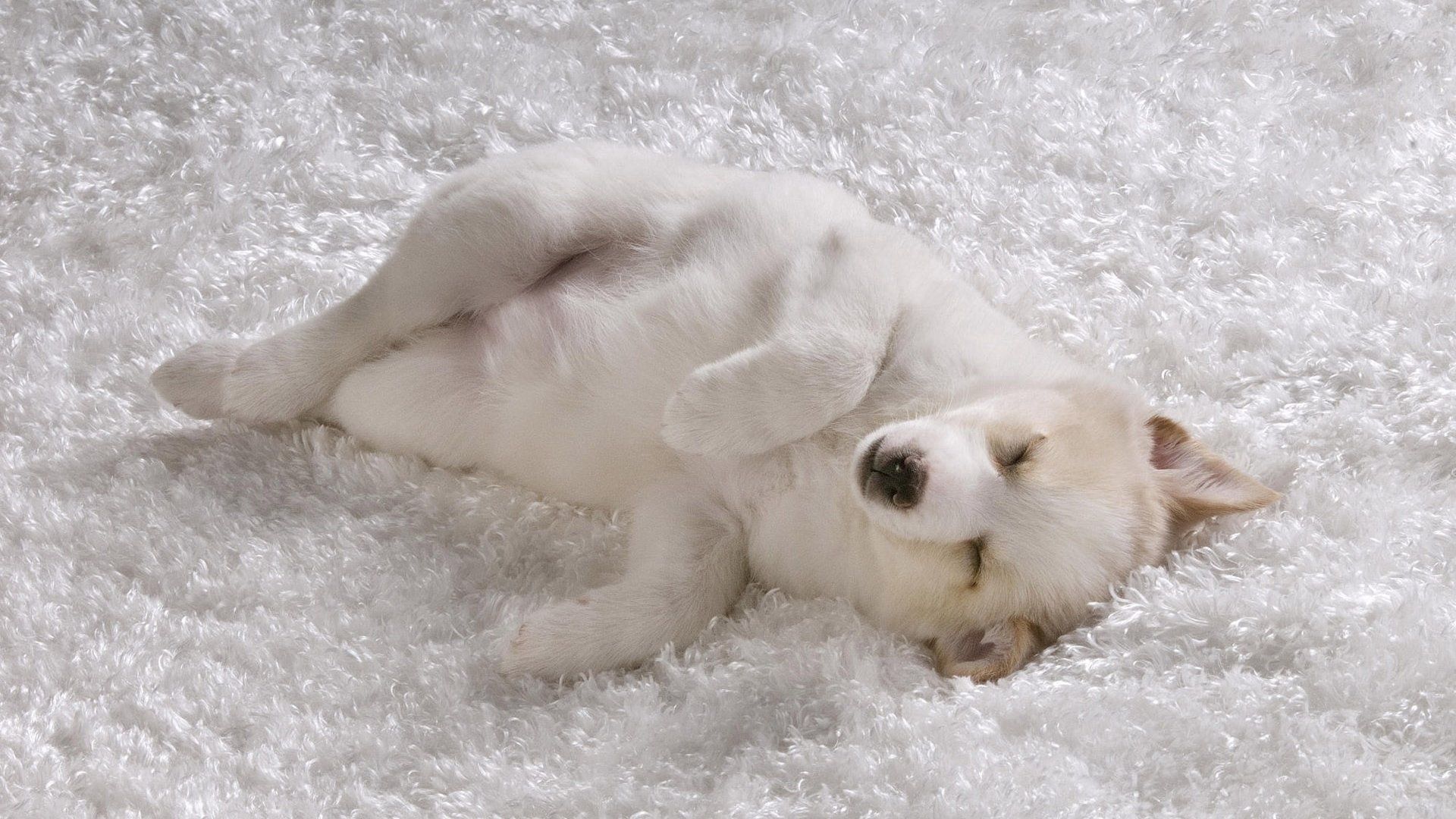 shaggy rug, white dog, puppy