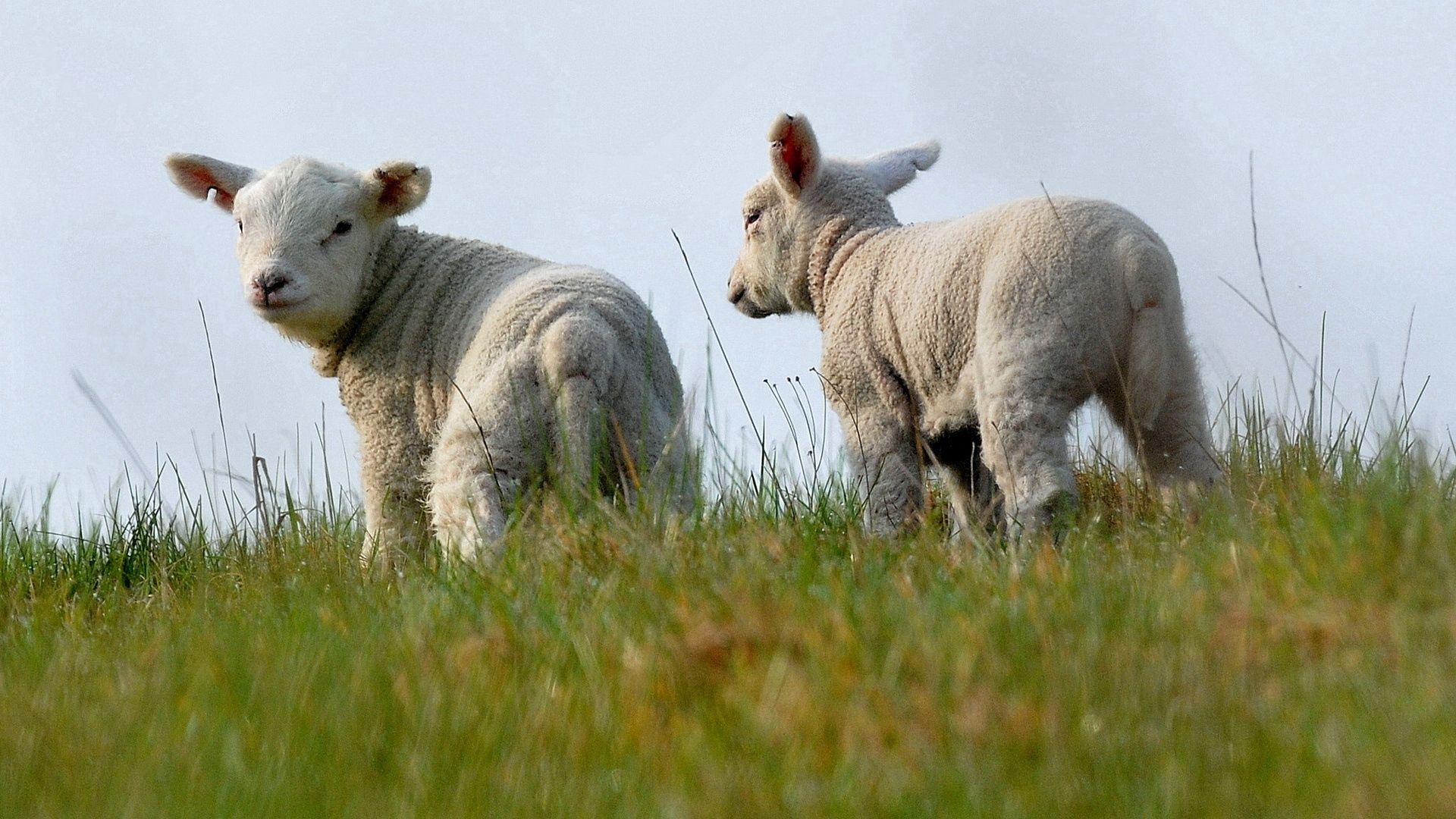 sheep, two, grass