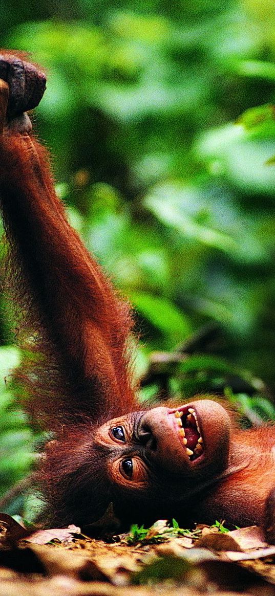 monkey, playing, greens