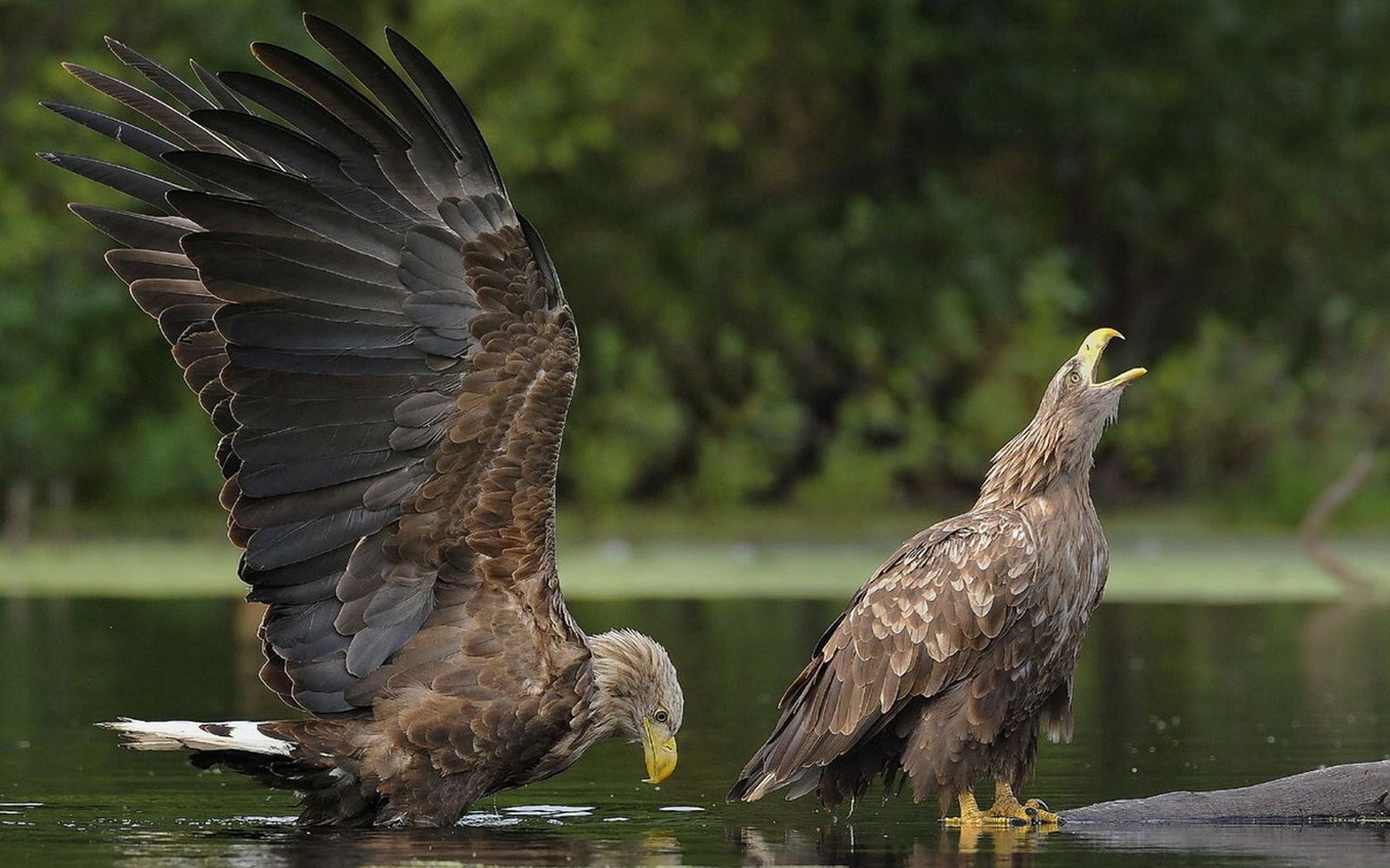 eagles, water, steam, birds, predators