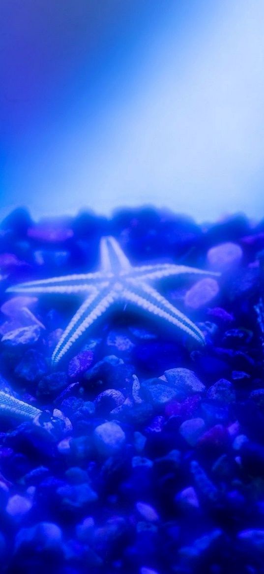 shells, starfish, underwater